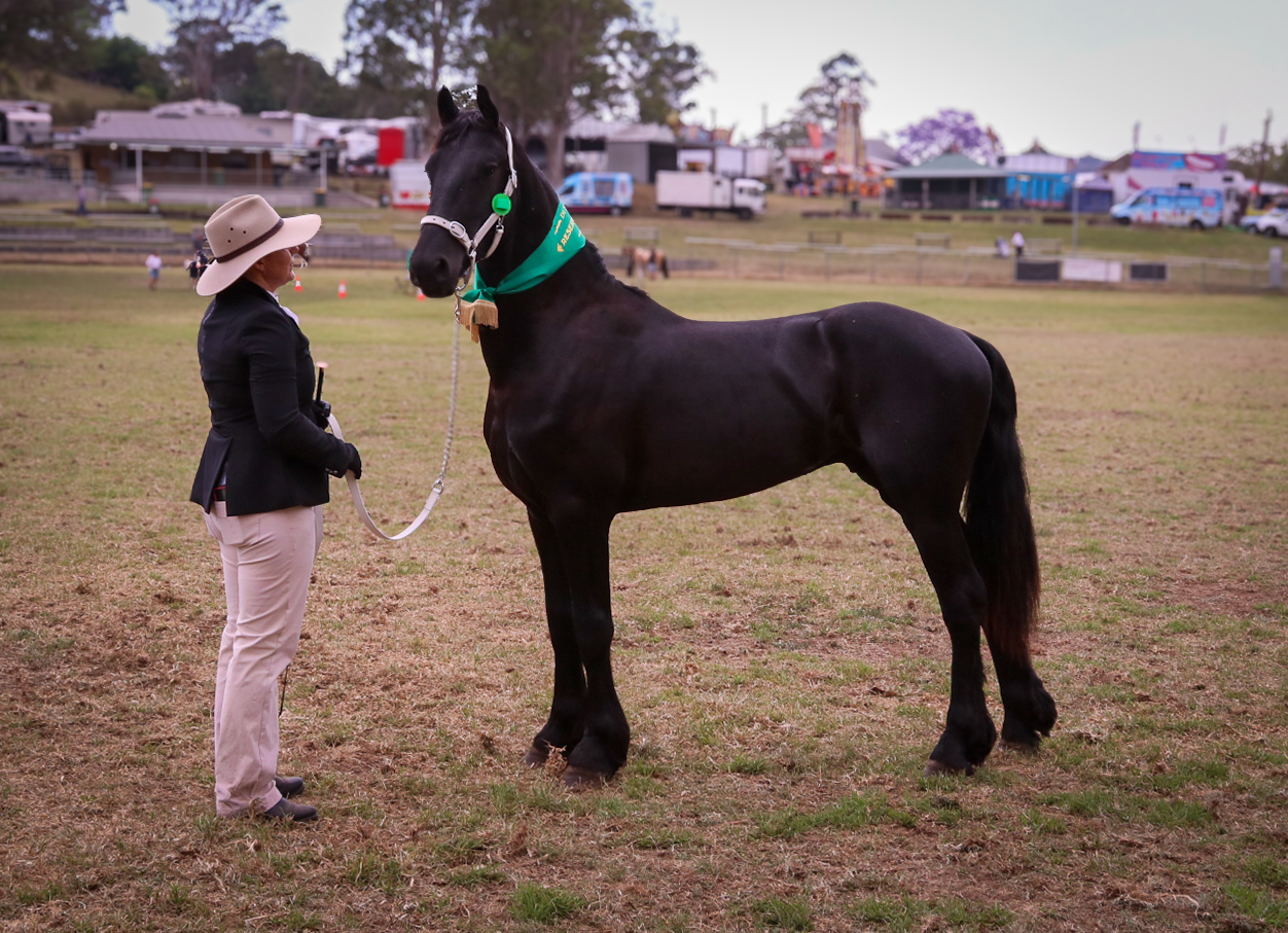Ajani stepping out for his first solo show adventure at the Dungog Show — earning two Firsts and two Reserve Champion awards.