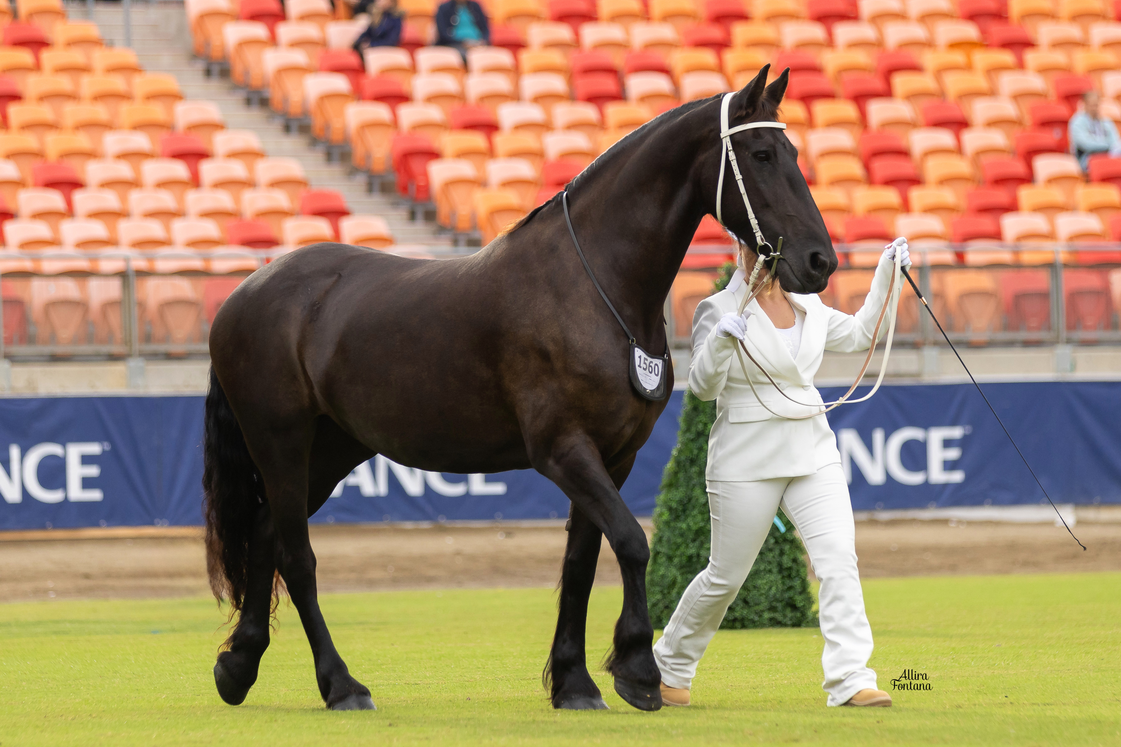 Nynke Van Gelder at Sydeny Royal Show 2024